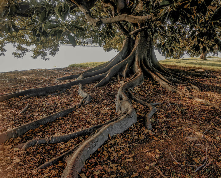 Grounding Practices That Actually Work: Research and Real Experience